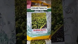 #mustard #sarson #farming #agriculture #organicfarming #khetibari #oilseed #baghbani