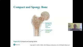 Ch 6 Part 1 Bones Tissue   Anatomy of Bone Tissue