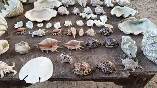 #Know the names of different cowrie shells found in Diani beach