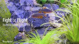 Fight or Flight - Razbora Galaxy fish dance 4k
