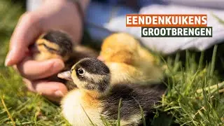 Eendenkuikens opvoeden - Waar moet je op letten?