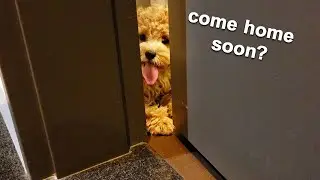 Worst Separation Anxiety - My Puppy Won't Let Me Leave House