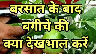 After rainy season care of Garden care after monsoon