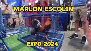marlon escolin sa expo 🔥🔥quality super 😲😲😲