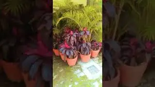 green nonwoody plants 🌿🌿🌿🍃🍃common couch🍀🍀🌺🌺🌺🌼💐💐💐💐💐💐💐💐💐🌺💐💐💐💐🌺🌺🌺💐💐