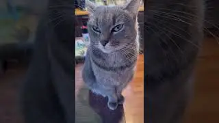 🐾 Laugh-Out-Loud Cat Compilation 😹 Cute & Funny Cat Moments You&rsquo;ll Love #catvideos