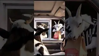 allah animats