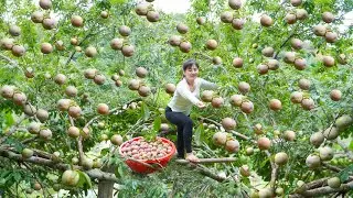 Harvesting Lots Of Plums Goes To Countryside Market Sell - Plum Tree Care For Lots Of Plums