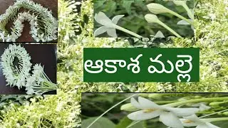 కాడమల్లి #amazing #AAKASA MALLE #beautiful #wonderful #అంతరించి పోతుంది #