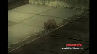 RATS?
