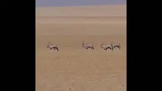 The Oryx