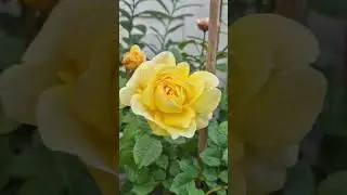 The Poet's Wife Rose, one of the best yellow roses #davidaustinroses #rose #gardentips #england