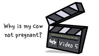 Cattle Fertility Series | Video 5 | Why is my cow not pregnant?