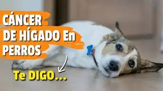 C&Aacute;NCER de H&Iacute;GADO en PERROS: 🐶🥺 &iquest;Cu&aacute;ndo Practicar La Eutanasia?