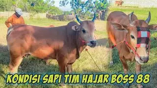 Kondisi Sapi Tim Hajar Boss 88 Saat Ini.