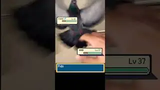 POV: Angry Pokemon PIDOVE Attacked you for no reason #pokemon #pokemonbattle #pok&eacute;monvgc #pok&eacute;mon