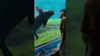 They have a connection&hellip; #aquarium  #toronto #fish #canada  #seal