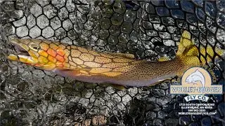 Yakima River Fly Fishing Report-October 30th, 2025-Worley Bugger Fly Co.