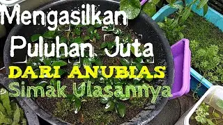 Cara Mengasilkan Uang Puluhan Juta dari budidaya Anubias