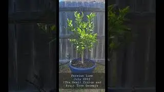 Persian Lime update - Growing Citrus in Containers