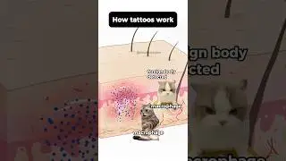 🐱CAT MEMES :The Shocking Fate of Tattoo Ink In Your Body #shorts #catmemes #cat #fyp