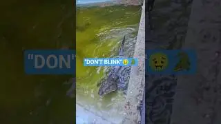 Blink and you miss it! crocodile feeding 🐊🔥#wildlife shorts.