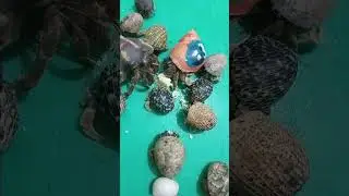 MAKANAN KELOMANG | PUTRI SALJU | FOOD #kelomang #hermitcrabs #kelomangdarat