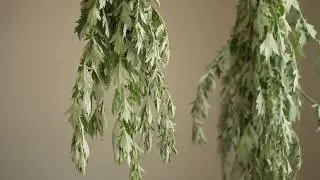 Mugwort - A Wild Edible, Medicinal, and Magical Herb