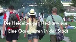 Heidelberger Neckarwiese - Eine Oase mitten in der Stadt