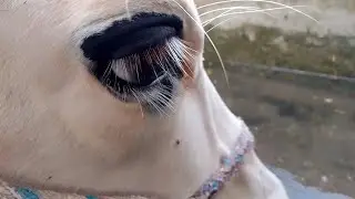 Cow Drinking Water Close Up | Relaxing Animal Sounds | Natural ASMR