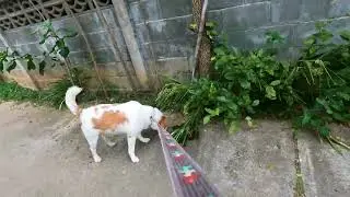 Dog Vlog | เดินไปเดินมา ปวดอึสะงั้น  #beaglecrew #beagle #puppy #cute #doglife #nature #animals