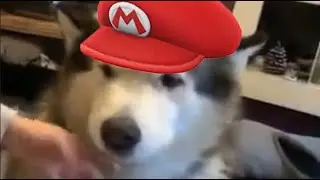 Mario dont woof