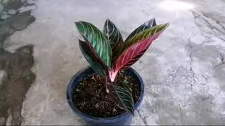 Bunga Aglonema Pirade of Sumatera (Red Sumatera)