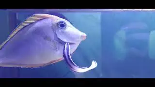 Ikan Dokter Asli - Bicolor Cleaner Wrasse x Blonde Naso Tang (Wajib dipelihara!!)
