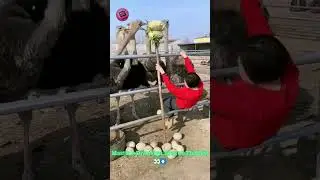 Ostrich Egg Heist: Master Minds Outsmart Giants! #FarmLifeHacks #GiantEggs #CleverAnimals 🥚🧠😂
