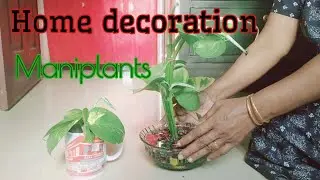 Home decoration with maniplants