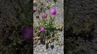 Musk thistle, Carduus nutans