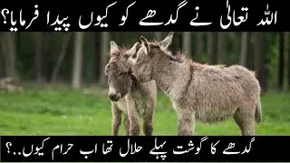 Interesting Facts About Donkey in urdu & hindi || Why ALLAH Created Donkey In Urdu || History Eye