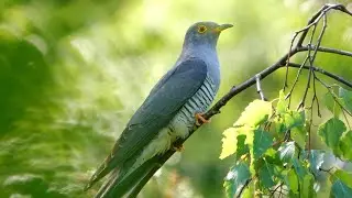 Kuckuck Gesang