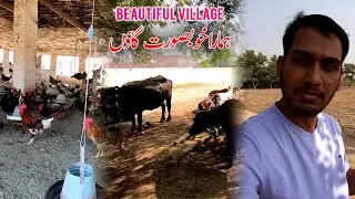 Chak No. 197 RB Bagewal Faisalabad | Village beauty in Pakistan |