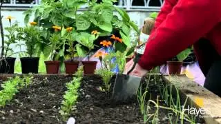 Planting Marigolds As Companion Plants