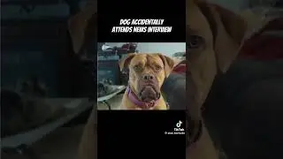 dog accidentally attends news interview 🤣