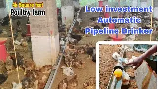 Low investment Automatic Pipeline Drinker  #Automaticdrinker #mkcrazy #chicken #farming #poultryfarm