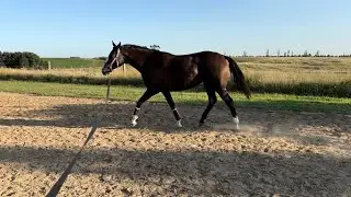 Groundwork, free jump: 🫡Respect the Question❓ (jockey club) With All Due Respect (USEF and USHJA)