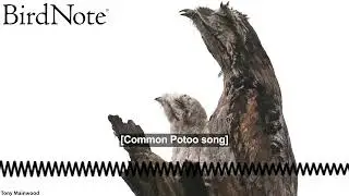 Common Potoo: Branch or Bird?