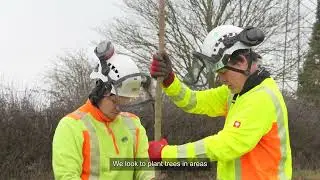 Hampshire Highways Tree Planting