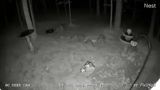 Raccoon Family Narrowly Escape Fox Attack!  - FTHVN 1110