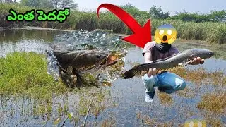 Monster size కోరమట్టల్ పట్టినా ఈకాడ కోరమట్టాల్ ఎవరు పాటరు Big size Snake head fishs | Telugu | 