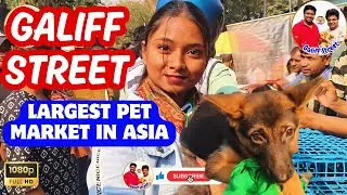 Galiff Street Pet Market Kolkata | dog market in kolkata | Dog Price | Gallif street kolkata | Dogs