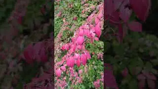 Autumn in Germany. #autumn #nature #pinkleaf #germany